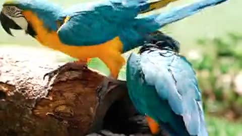 Very nice couples parrot kissing video