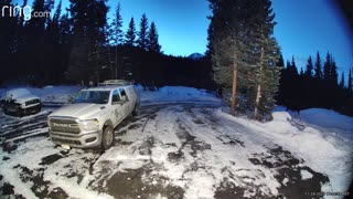 Two Mama Moose Clash In Driveway