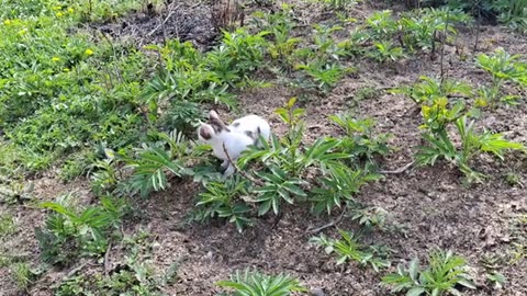 Cute little cat running after insects. This cat is playful.