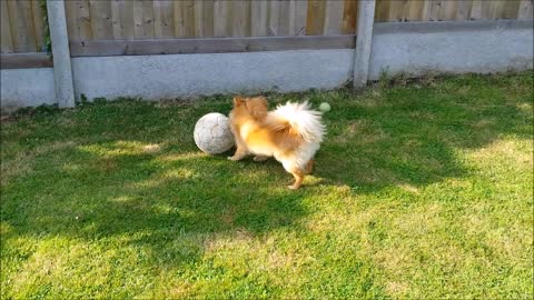 My dog playing ball in the garden