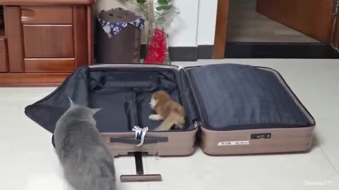 Funny 🤣Dog and Cat video 2023.