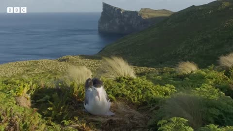 The albatrosses in a same-sex partnership _ Frozen Planet II - BBC