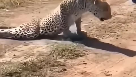 Leopard's spine broken by lion #animals #wildanimals