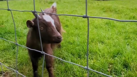 Cute pigmy goat