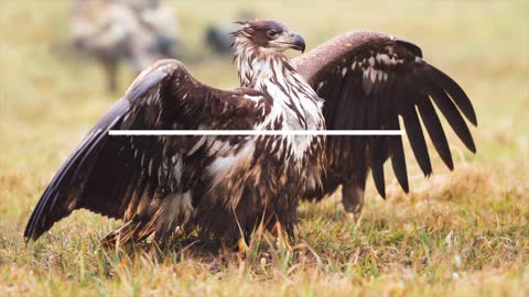 Top 10 biggest and largest eagle in the world 2021