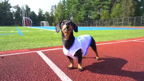 The Wienerlympics! Cute & Funny Wiener Dog Video!