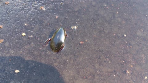 Predaceous Diving Beetle in a puddle