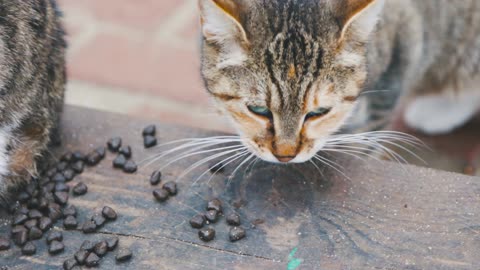 Food eating cat 🐱