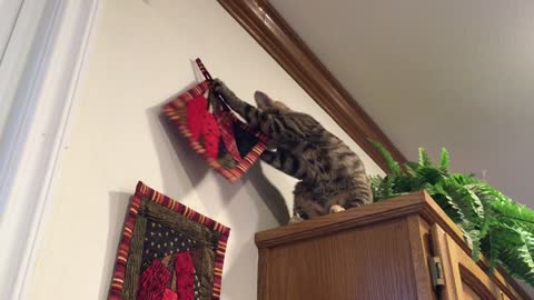 Kitten expresses distaste for kitchen decor