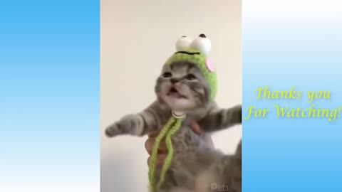 Top Funny Cat Videos of The Weekly - TRY NOT TO LAUGH