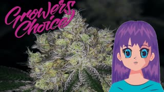 Purple Dosi Punch – Growers Choice