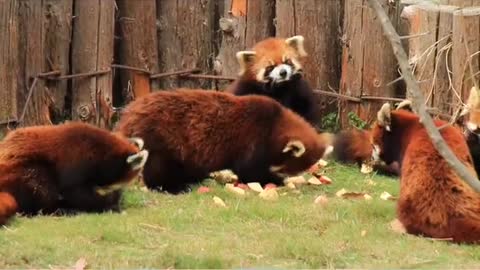 It's a feast of red panda Sea Silk Safari