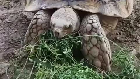 tortoises