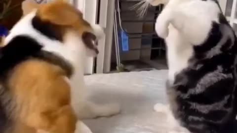 Cat & Dog Heavy Fight