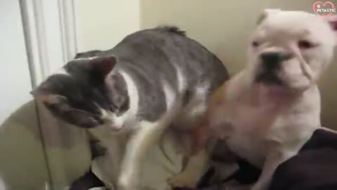 #viral #pets Cats vs Dogs Fighting - Funny Cats and Dogs Compilation