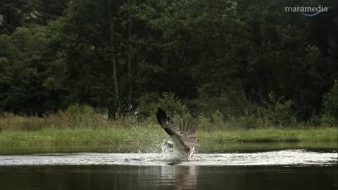 An osprey fishing in spectacular super slow motion | Highlands - Scotland's Wild Heart