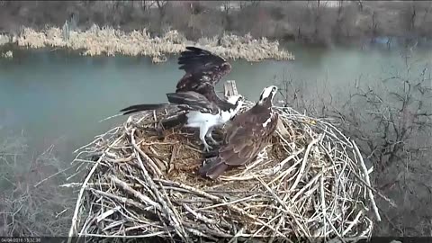 Osprey protecting her eggs from hail storm captures hearts ahead of Mother's Day