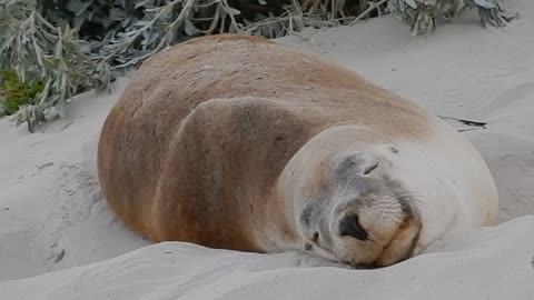 A Seal Sleeping On Sand