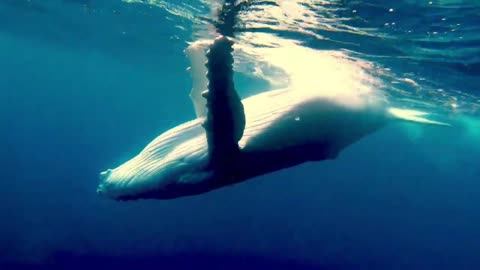 Baby humpback whale puts on acrobatic show for thrilled swimmers