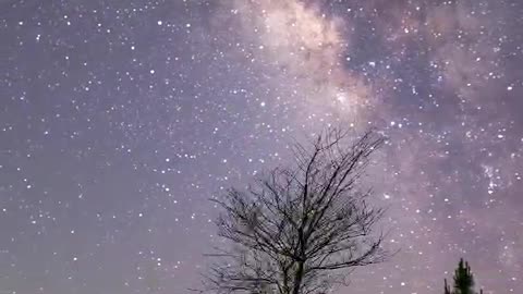 The tree under the starry sky looks so lonely