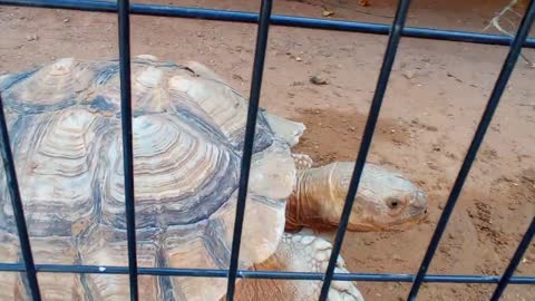 HUGE FAT TORTOISE TRYING TO ESCAPE AFTER TORTOISE STEALS HIS FOOD SPIKE GOES CRAZY-6