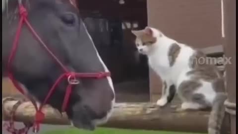 funny Animal Video # Short