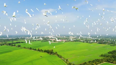 Birds Storks Flying Paddy Peace Countryside