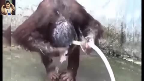 Monkey using shampoo and surfing dog