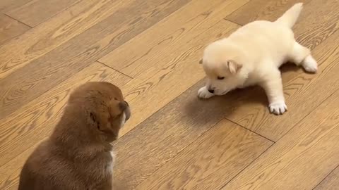 Cute Puppies funny video 🤣🤣