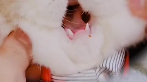 cat White-Knead face