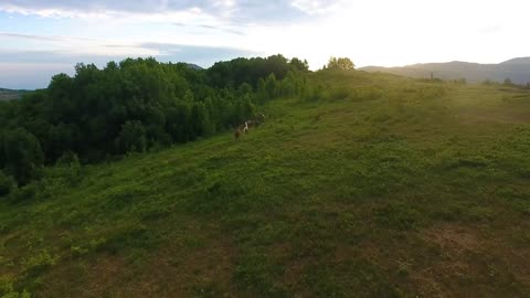 Aerial motion pictorial hilly landscape and herd of wild horses