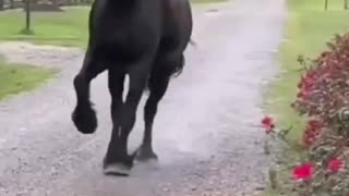 Superhorse