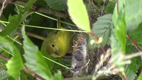 Mummy bird feeding baby birds
