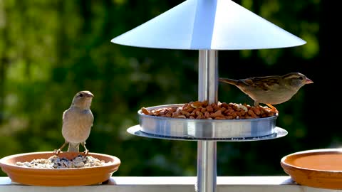 Animals Bird Sperling Sparrow Feathers Plumage Feeding
