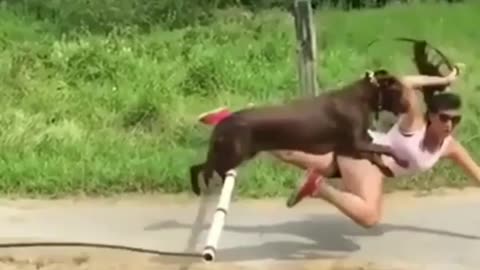 Dog Funny Moment | Dog | Entertainment