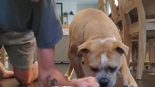 Doggy Takes on His Human in a Treat Race