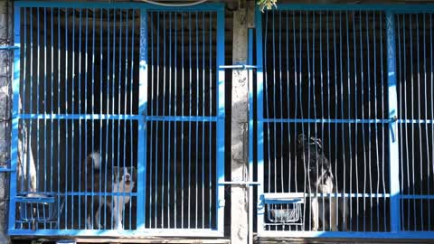 Wide shot blue mesh cages with dogs barking in slow motion inside