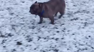 French Bulldog Performs Epic Slide In The Snow