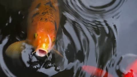 KOI Fish Farming Techniques