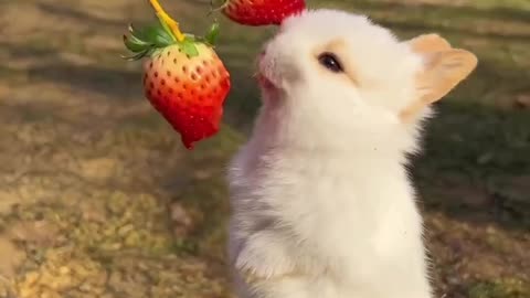 A tiny bunny eating video