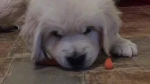 Golden Retriever Puppy Tries Baby Carrot For The First Time And He Isn't Too Happy About It