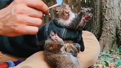 Kind couple rescue the baby squirrel