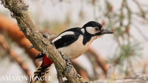 Great Spotted Woodpecker: Exclusive Footage in Amazon Jungle 🌿 | Must-See Wildlife 🪶