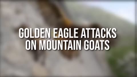 Top 10 Eagles Hunt Their Prey Without Mercy