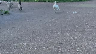 Counting his Birds ❤️