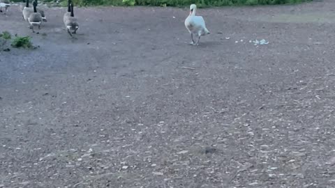 Counting his Birds ❤️