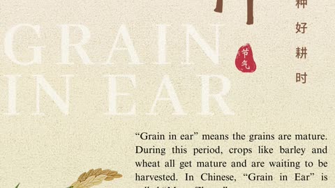 Grain in Ear