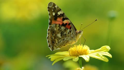 Papillon Peint Dame Australienne