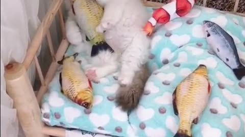 Pawsitively Adorable Cat Compilation | Feline Funnies and Cuteness Overload!