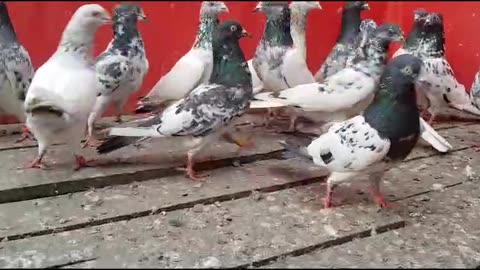 Beautiful pigeon breeder pair best flying